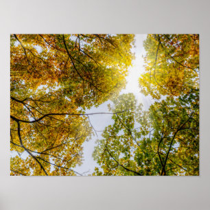 Sunlight Through Autumn Sugar Maples Poster