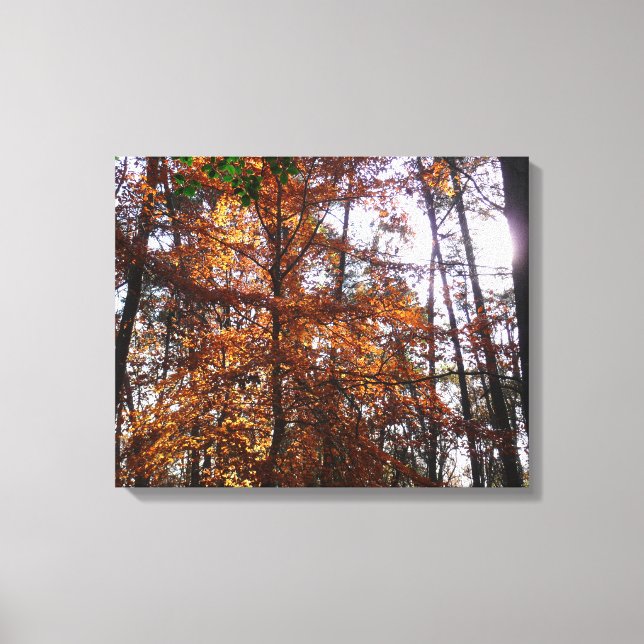 Sunlight Through Fall Tree at Greenbelt Canvas Print (Front)