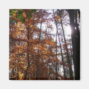 Sunlight Through Fall Tree at Greenbelt Magnet