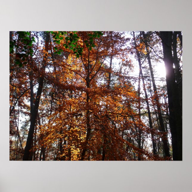Sunlight Through Fall Tree at Greenbelt Poster (Front)