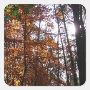 Sunlight Through Fall Tree at Greenbelt Square Sticker