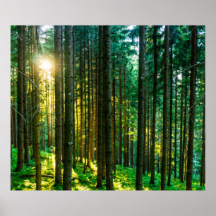 Sunlight Through Forest Trees Poster
