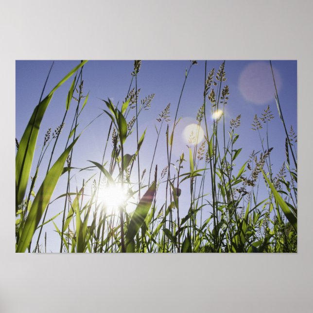Sunlight through grass poster (Front)