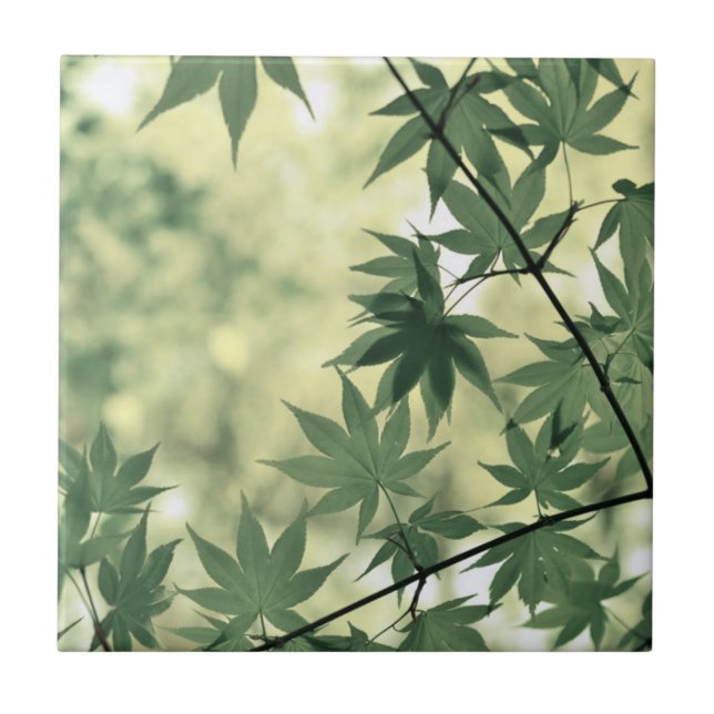 Sunlight Through Maple Leaves Tile (Front)