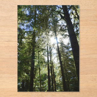 Sunlight Through Pine Trees Acrylic Invitations