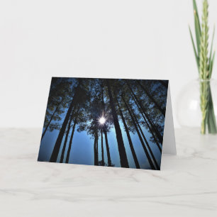 Sunlight Through Pine Trees, card
