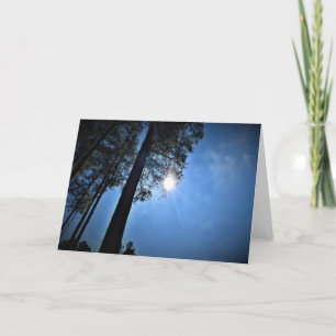 Sunlight Through Pine Trees, card