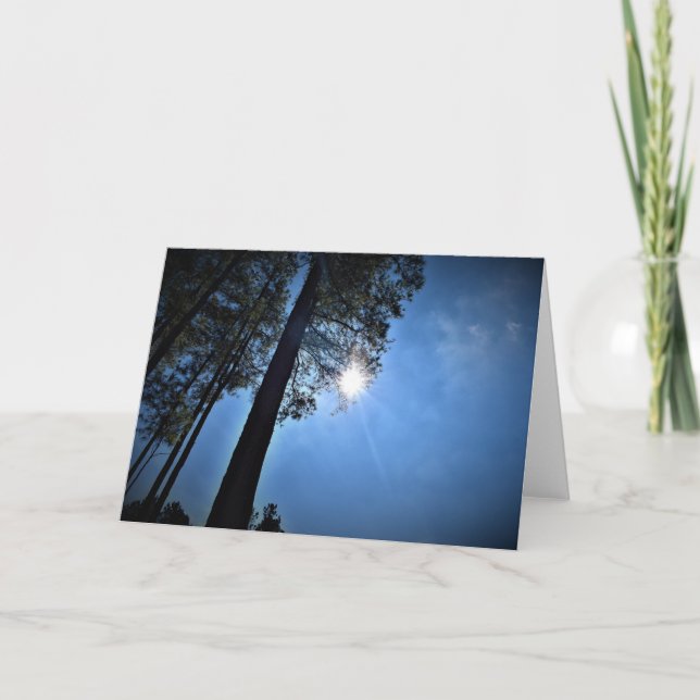 Sunlight Through Pine Trees, card (Front)