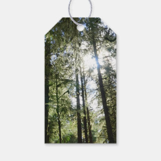 Sunlight Through Pine Trees Gift Tags