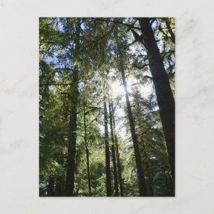 Sunlight Through Pine Trees Holiday Postcard
