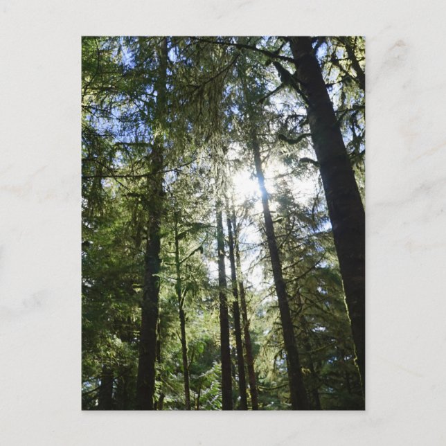 Sunlight Through Pine Trees Holiday Postcard (Front)