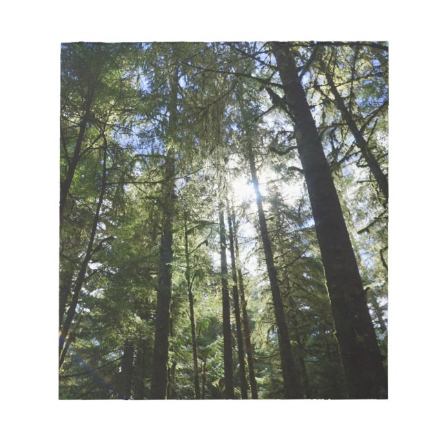 Sunlight Through Pine Trees Notepad (Front)