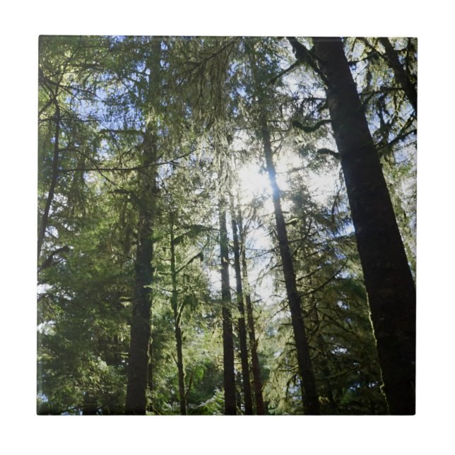 Sunlight Through Pine Trees Tile (Front)