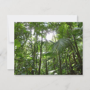 Sunlight Through Rainforest Canopy Tropical Green