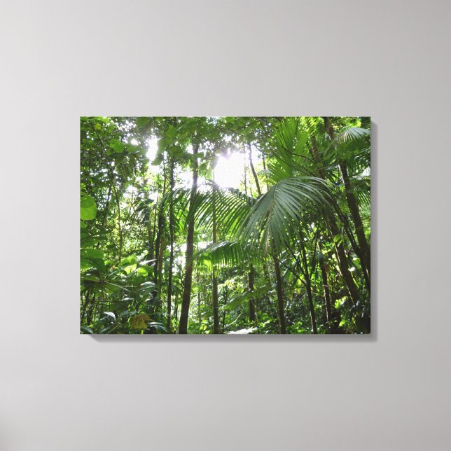 Sunlight Through Rainforest Canopy Tropical Green Canvas Print (Front)