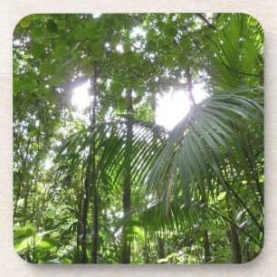 Sunlight Through Rainforest Canopy Tropical Green Coaster