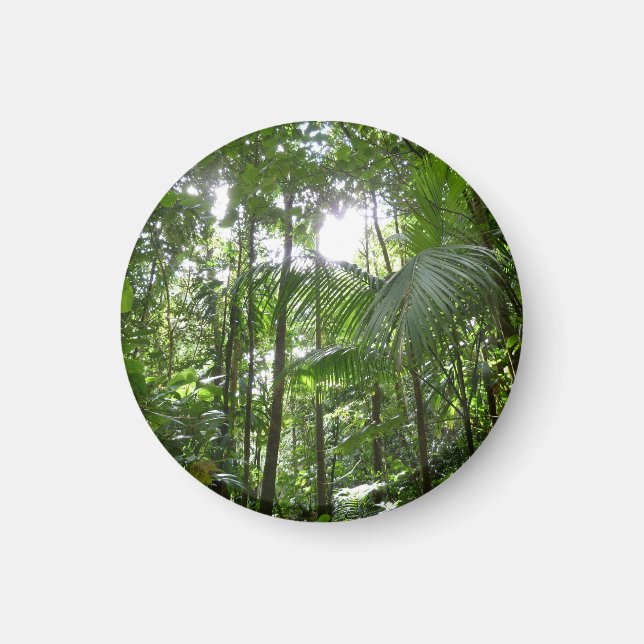 Sunlight Through Rainforest Canopy Tropical Green Magnet (Front)