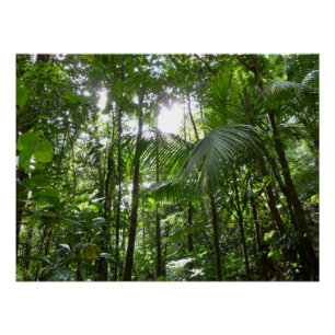 Sunlight Through Rainforest Canopy Tropical Green Poster