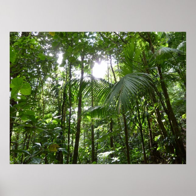 Sunlight Through Rainforest Canopy Tropical Green Poster (Front)