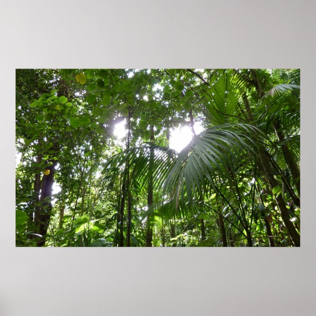 Sunlight Through Rainforest Canopy Tropical Green Poster (Front)