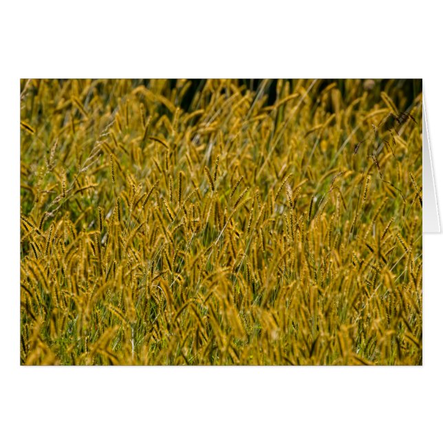 Sunlight Through Tall Grass (Front Horizontal)