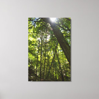 Sunlight Through the Forest Canopy Canvas Print