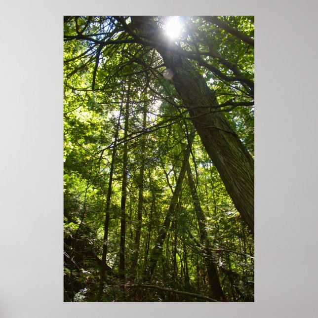 Sunlight Through the Forest Canopy Poster (Front)