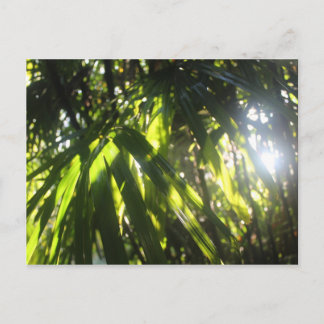 Sunlight Through the Palms Postcard