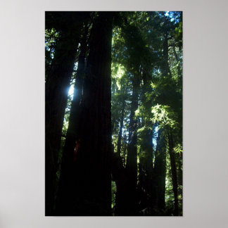 Sunlight through the Redwoods Poster