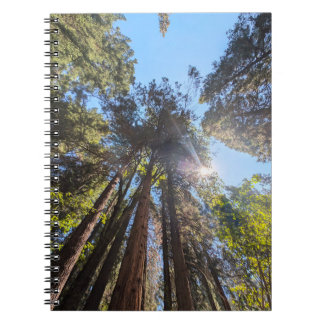 Sunlight through the trees notebook
