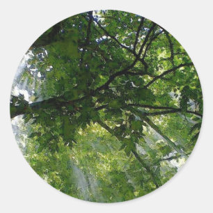 Sunlight Through Trees Classic Round Sticker