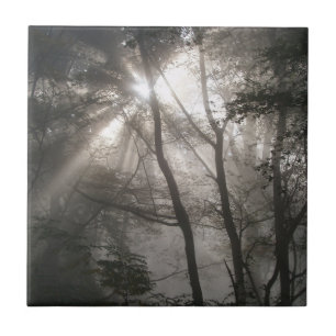 Sunlight Through Trees Dark Woodland Tile