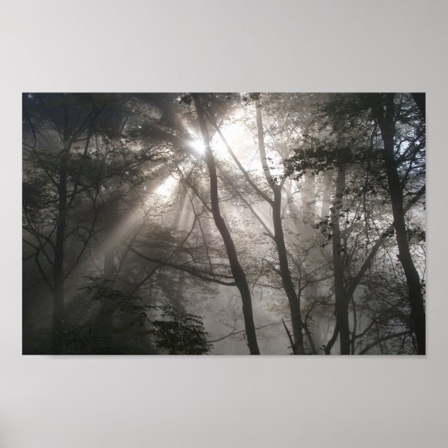 Sunlight Through Trees Photo Poster (Front)