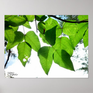 Sunlit birch leaves Poster or Print