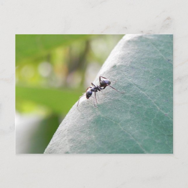 Sunlit Black Ant Postcard (Front)