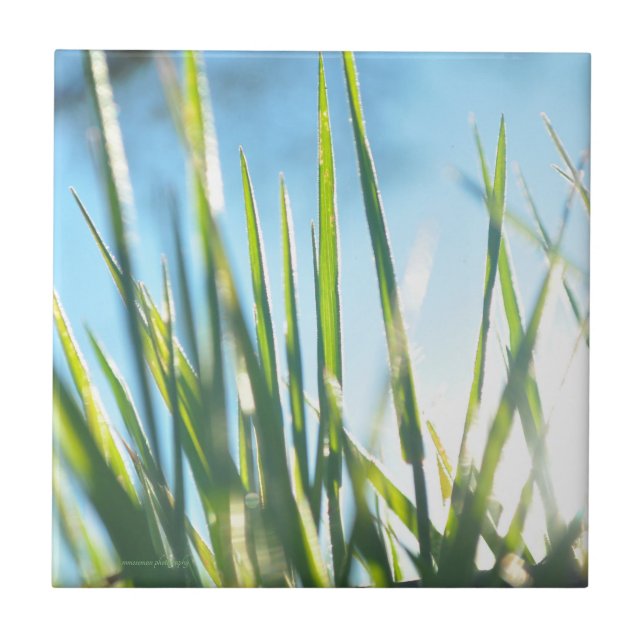 Sunlit Blades Tile (Front)