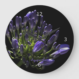 Sunlit Blooming Purple Agapanthus, African Lily Large Clock