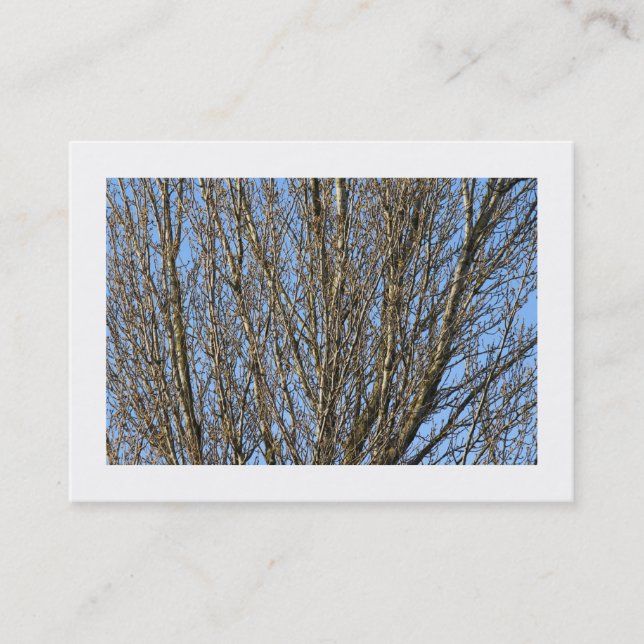 Sunlit Branches (Bordered) Business Card (Front)