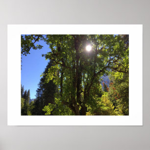 Sunlit Branches Poster