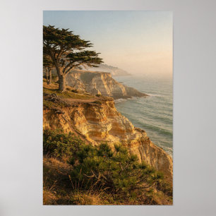 Sunlit Cypress and Coastal Bluff Landscape Poster