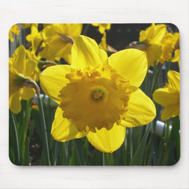 Sunlit Daffodil Mouse Pad (Front)