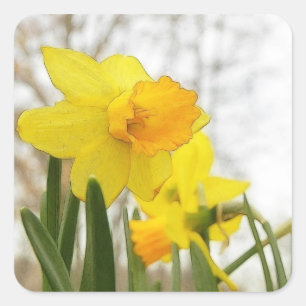 Sunlit Daffodils Square Sticker