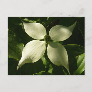 Sunlit Dogwood Blossom Spring Floral Postcard