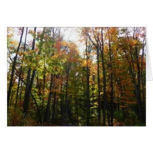 Sunlit Fall Forest Autumn Landscape