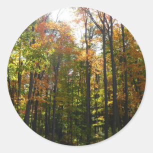 Sunlit Fall Forest Autumn Landscape Classic Round Sticker