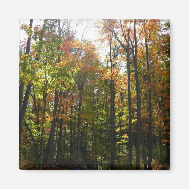 Sunlit Fall Forest Autumn Landscape Magnet (Front)