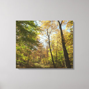 Sunlit Fall Forest II Autumn Landscape Photography Canvas Print