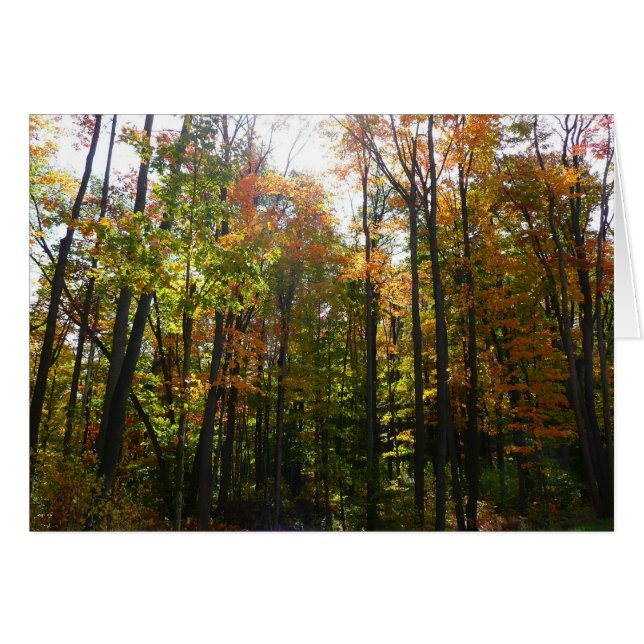 Sunlit Fall Forest Paysage d'automne (Devant horizontal)