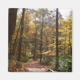 Sunlit Fall Trail in Laurel Hill State Park Magnet