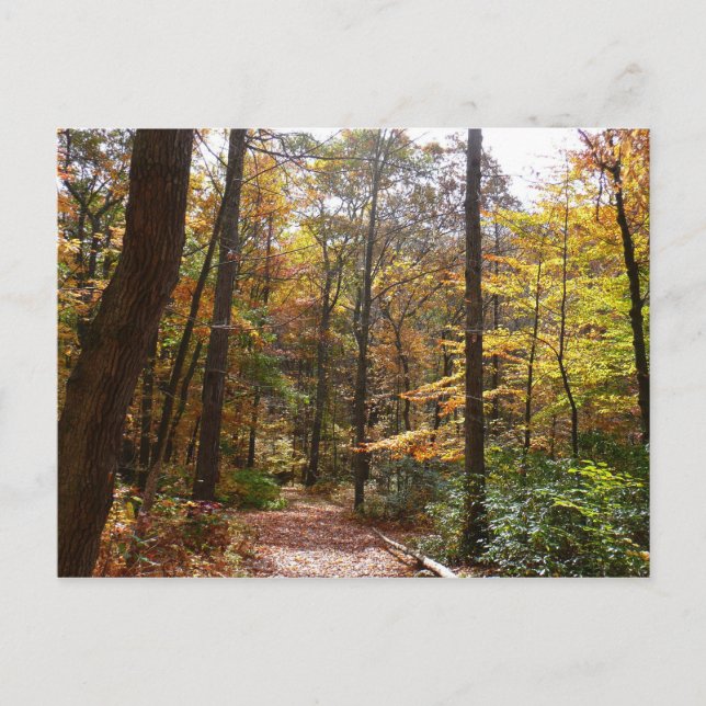 Sunlit Fall Trail in Laurel Hill State Park Postcard (Front)